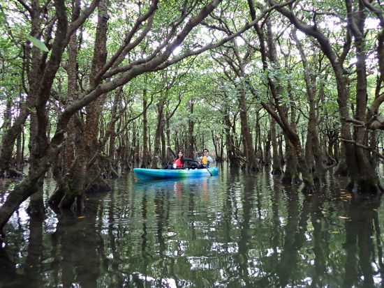 貸切マングローブカヤックツアー 1組限定のプライベートツアーで大自然を探検 カヤックでマングローブ林を巡る特別なひととき＜午前or午後／写真データ無料／石垣島＞