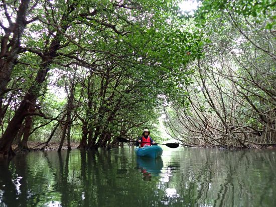貸切マングローブカヤックツアー 1組限定のプライベートツアーで大自然を探検 カヤックでマングローブ林を巡る特別なひととき＜午前or午後／写真データ無料／石垣島＞