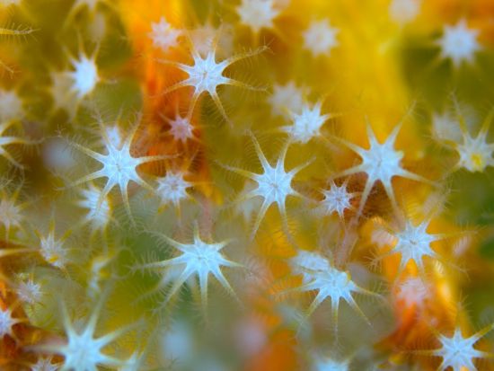 ファンダイビング 屋久島の海を満喫！リフレッシュオプションも有＜1ボート or 2ボート／永田～宮之浦～小瀬田送迎可＞by 屋久島ダイビングサービス もりとうみ