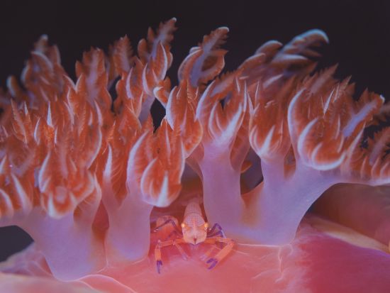 ファンダイビング 屋久島の海を満喫！リフレッシュオプションも有＜1ボート or 2ボート／永田～宮之浦～小瀬田送迎可＞by 屋久島ダイビングサービス もりとうみ