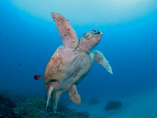 ファンダイビング 屋久島の海を満喫！リフレッシュオプションも有＜1ボート or 2ボート／永田～宮之浦～小瀬田送迎可＞by 屋久島ダイビングサービス もりとうみ