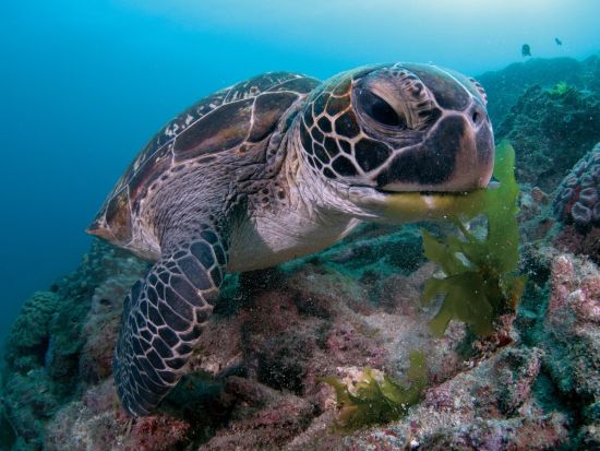 ファンダイビング 屋久島の海を満喫！リフレッシュオプションも有＜1ボート or 2ボート／永田～宮之浦～小瀬田送迎可＞by 屋久島ダイビングサービス もりとうみ