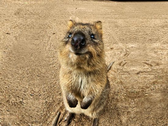 世界遺産ブルーマウンテンズ　サンセット観賞＋星空観賞＋フェザーデール・シドニー・ワイルドライフ・パーク＜韓国語ガイド+日本語翻訳音声ガイド＞