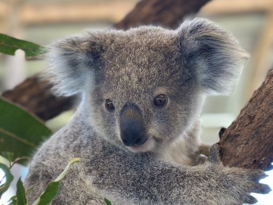 世界遺産ブルーマウンテンズ　サンセット観賞＋星空観賞＋フェザーデール・シドニー・ワイルドライフ・パーク＜韓国語ガイド+日本語翻訳音声ガイド＞