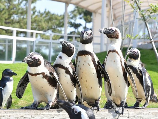 福岡 マリンワールド海の中道 水族館入場券 九州の海を体感できる人気スポット イルカショーも満喫＜日付指定不要／福岡＞の写真2