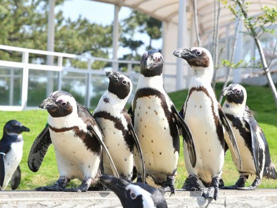 福岡 マリンワールド海の中道 水族館入場券 九州の海を体感できる人気スポット イルカショーも満喫＜日付指定不要／福岡＞