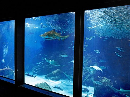 福岡 マリンワールド海の中道 水族館入場券 九州の海を体感できる人気スポット イルカショーも満喫＜日付指定不要／福岡＞の写真3