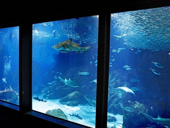 福岡 マリンワールド海の中道 水族館入場券 九州の海を体感できる人気スポット イルカショーも満喫＜日付指定不要／福岡＞