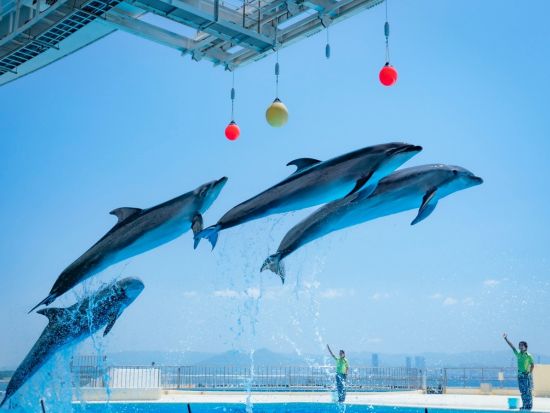 福岡 マリンワールド海の中道 水族館入場券 九州の海を体感できる人気スポット イルカショーも満喫＜日付指定不要／福岡＞