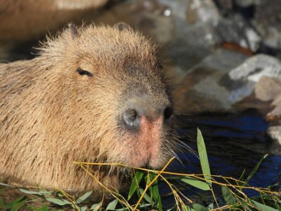 【英語・中国語対応可】熱海海上花火と伊豆シャボテン公園満喫ツアー 1日で楽しむ贅沢プラン 新幹線で快適帰路！＜英語＆中国語アシスタント付／新宿発＞