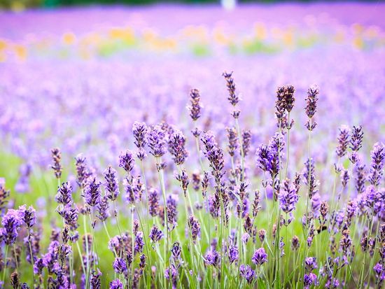 Japan_Hokkaido_Furano_Lavender_shutterstock_300084980