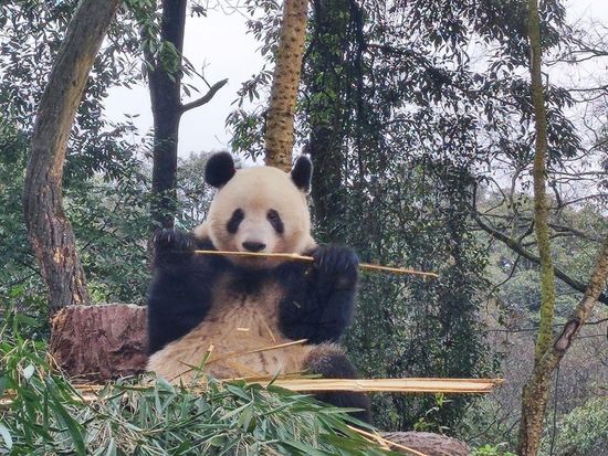 シャンシャンに会いに行こう！雅安パンダ基地見学ツアー＜成都発／日本語ガイド／昼食付＞の写真2