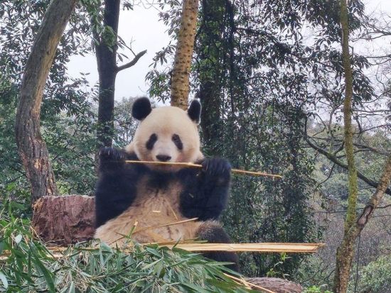 シャンシャンに会いに行こう！雅安パンダ基地見学ツアー＜成都発／日本語ガイド／昼食付＞