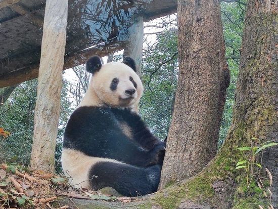 シャンシャンに会いに行こう！雅安パンダ基地見学ツアー＜成都発／日本語ガイド／昼食付＞の写真3