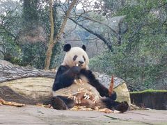 シャンシャンに会いに行こう！雅安パンダ基地見学ツアー＜成都発／日本語ガイド／昼食付＞の写真