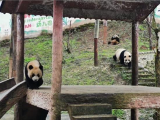 シャンシャンに会いに行こう！雅安パンダ基地見学ツアー＜成都発／日本語ガイド／昼食付＞