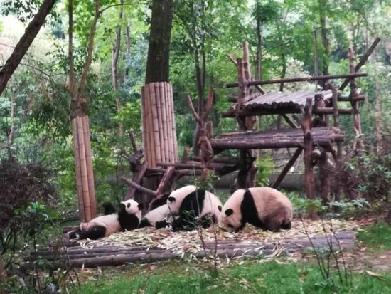 都江堰パンダ基地 ボランティア体験ツアー　園内見学＆パンダ舎清掃でパンダ保護に貢献！＜日本語ガイド／昼食付き／成都発＞の写真2