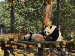 都江堰パンダ基地 ボランティア体験ツアー　園内見学＆パンダ舎清掃でパンダ保護に貢献！＜日本語ガイド／昼食付き／成都発＞の写真