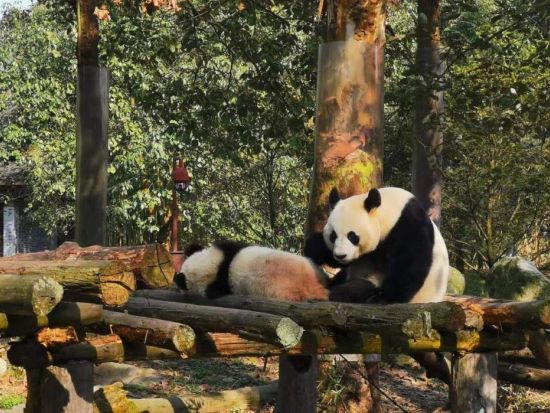 都江堰パンダ基地 ボランティア体験ツアー　園内見学＆パンダ舎清掃でパンダ保護に貢献！＜日本語ガイド／昼食付き／成都発＞