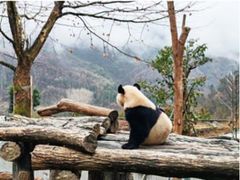 臥龍パンダ研究センター見学ツアー 自然環境でのびのび育つパンダや子パンダに出会う癒し体験＜昼食付／日本語ガイド／成都発＞の写真