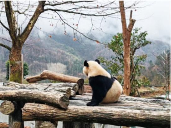 臥龍パンダ研究センター3