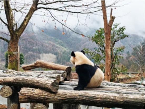臥龍パンダ研究センター見学ツアー 自然環境でのびのび育つパンダや子パンダに出会う癒し体験＜昼食付／日本語ガイド／成都発＞