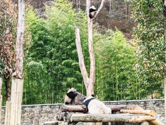 臥龍パンダ研究センター見学ツアー 自然環境でのびのび育つパンダや子パンダに出会う癒し体験＜昼食付／日本語ガイド／成都発＞