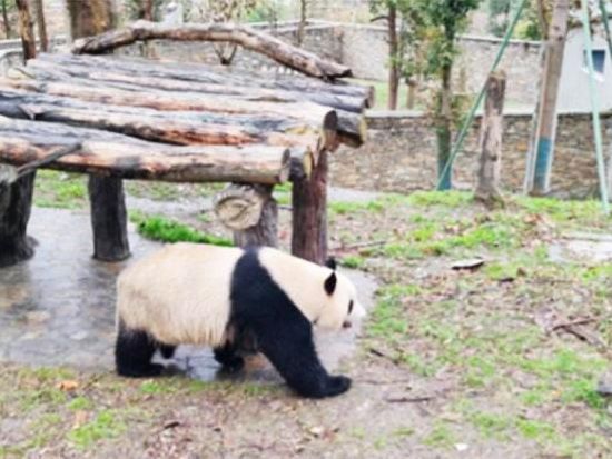 臥龍パンダ研究センター見学ツアー 自然環境でのびのび育つパンダや子パンダに出会う癒し体験＜昼食付／日本語ガイド／成都発＞