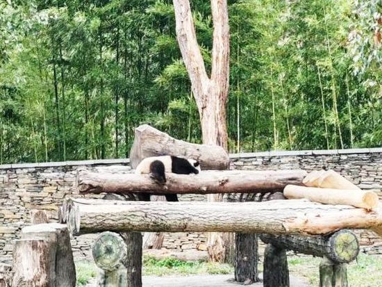 臥龍パンダ研究センター5