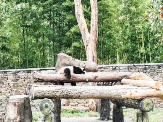 臥龍パンダ研究センター見学ツアー 自然環境でのびのび育つパンダや子パンダに出会う癒し体験＜昼食付／日本語ガイド／成都発＞