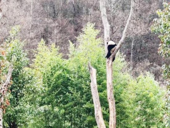 臥龍パンダ研究センター見学ツアー 自然環境でのびのび育つパンダや子パンダに出会う癒し体験＜昼食付／日本語ガイド／成都発＞