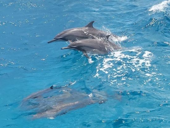 アガット湾イルカウォッチングクルーズ　エメラルドバレー観光＆シュノーケリング体験 ＜食事付き／日本語ガイド＞