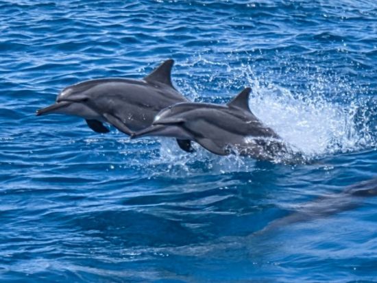 アガット湾イルカウォッチングクルーズ　エメラルドバレー観光＆シュノーケリング体験 ＜食事付き／日本語ガイド＞