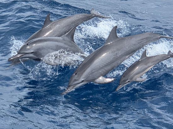 イルカウォッチング＆シュノーケリング　ツアー参加者だけが楽しめるプライベートビーチ・スターサンドビーチクラブやBBQランチも楽しめる！＜送迎付＞