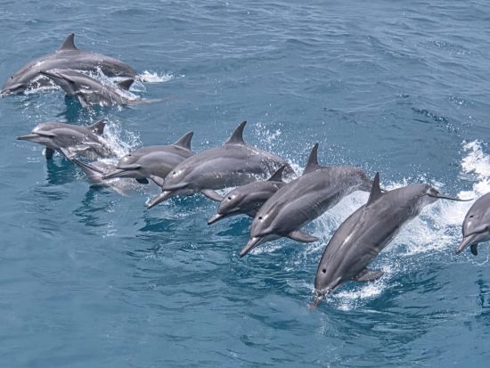 スターサンドビーチクラブ　イルカウォッチング＋ビーチ＋BBQプラン＜午前or午後発／送迎付＞