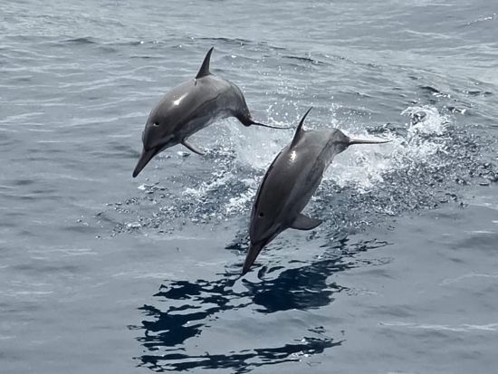 スターサンドビーチクラブ　イルカウォッチング＋ビーチ＋BBQプラン＜午前or午後発／送迎付＞