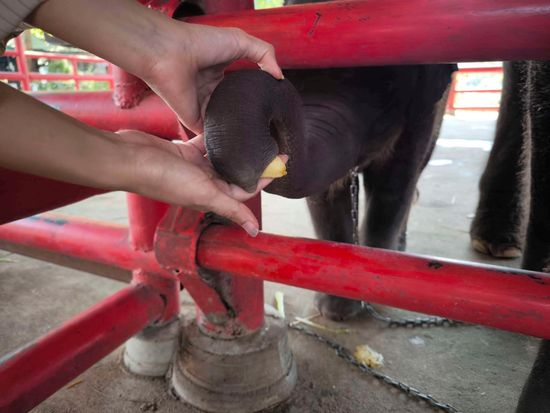 象のお世話体験11