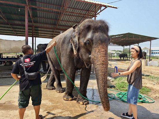 象のお世話体験12