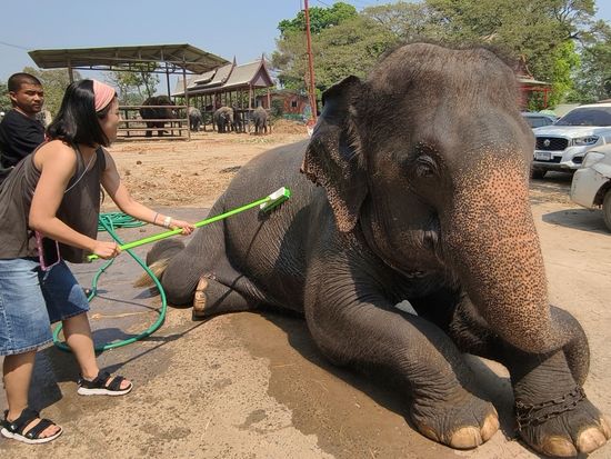 象のお世話体験3