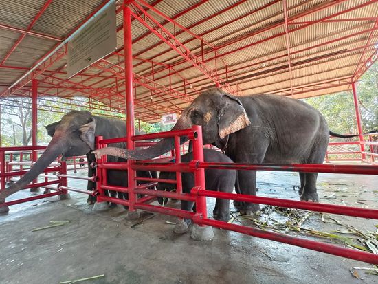 象のお世話体験15