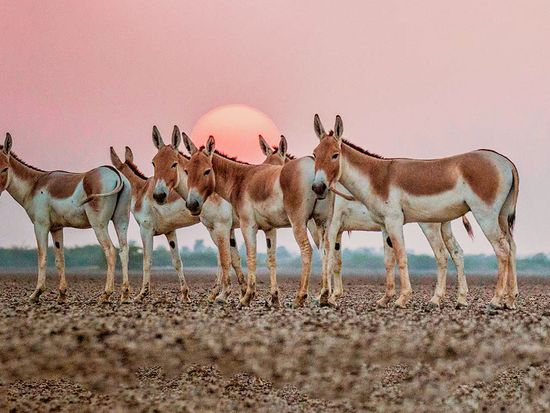 Wild Ass Sanctuary Gujrat