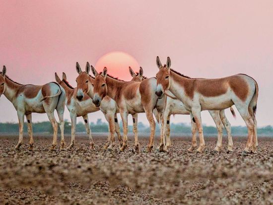 インド・グジャラート州 6泊7日ツアー　カッチ大湿原とドフラビーラをめぐる ＜食事付き／日本語ガイド＞