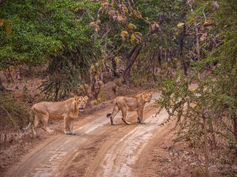 Gir National Park