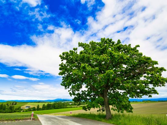 貸切観光タクシー 空いた時間にサクッと丘めぐり 美瑛ショートコース＜3時間／1～9名／旭川市内・旭川空港送迎可＞by 嵐山タクシーの写真5
