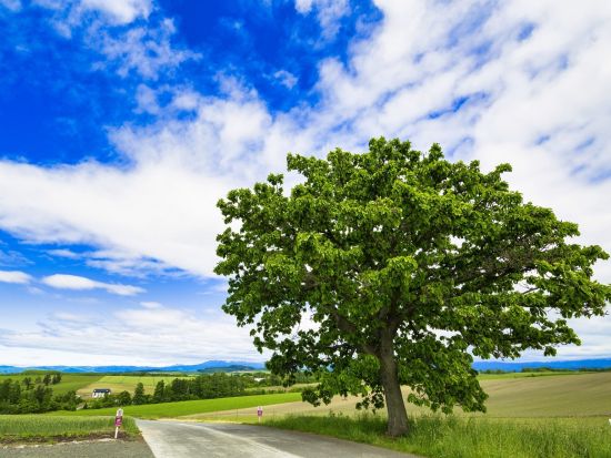 貸切観光タクシー 空いた時間にサクッと丘めぐり 美瑛ショートコース＜3時間／1～9名／旭川市内・旭川空港送迎可＞by 嵐山タクシー