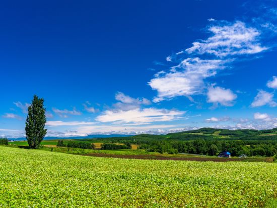 貸切観光タクシー 空いた時間にサクッと丘めぐり 美瑛ショートコース＜3時間／1～9名／旭川市内・旭川空港送迎可＞by 嵐山タクシー