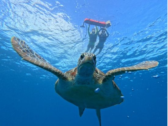 幻の島上陸＆ウミガメシュノーケリング 写真無料・器材＆送迎付き！初心者歓迎の半日ツアー＜約3時間／石垣島＞