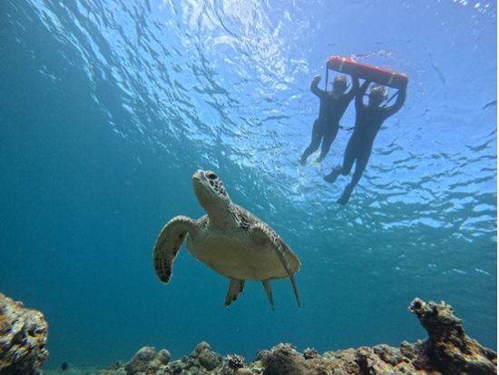 幻の島上陸＆ウミガメシュノーケリング 写真無料・器材＆送迎付き！初心者歓迎の半日ツアー＜約3時間／石垣島＞