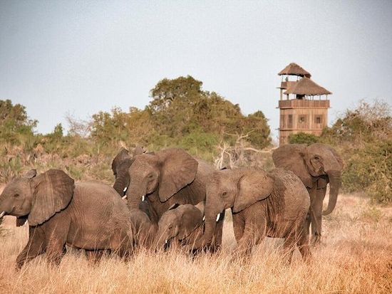 動物がすぐそこに！サーダニ国立公園近くのBABS' CAMPに泊まる2泊3日【ザンジバル発着 / ボート送迎/ 宿泊 2泊 / ゲームサファリ / 全食事付き】の写真2