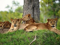 動物がすぐそこに！サーダニ国立公園近くのBABS' CAMPに泊まる2泊3日【ザンジバル発着 / ボート送迎/ 宿泊 2泊 / ゲームサファリ / 全食事付き】の写真